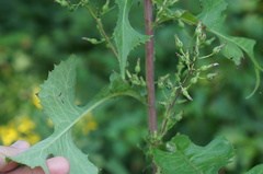 Lactuca canadensis