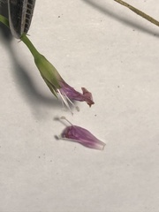 Ipomoea triloba
