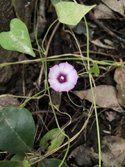 Ipomoea triloba