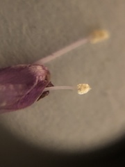 Ipomoea triloba