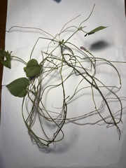 Ipomoea triloba