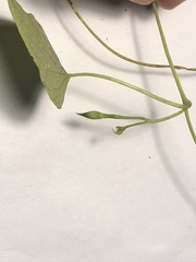 Ipomoea triloba