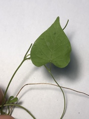 Ipomoea triloba