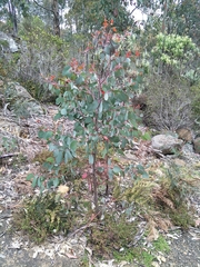 Eucalyptus tasmaniensis