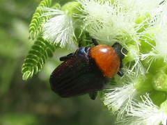 Leucocelis haemorrhoidalis