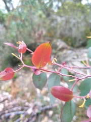 Eucalyptus tasmaniensis