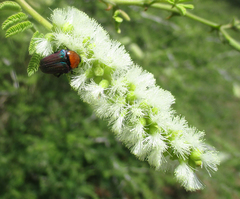Leucocelis haemorrhoidalis