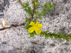 Hibbertia prostrata