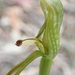 Pterostylis straminea - Photo (c) Andrew McNeill, some rights reserved (CC BY-NC), uploaded by Andrew McNeill