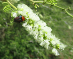 Leucocelis haemorrhoidalis