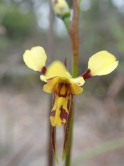 Diuris sulphurea