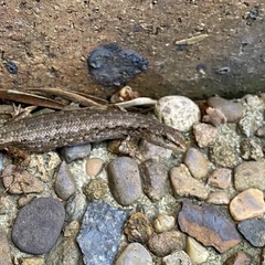 Saproscincus spectabilis