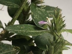 Justicia procumbens