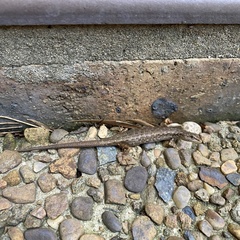 Saproscincus spectabilis