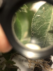 Justicia procumbens