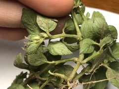 Justicia procumbens