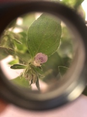 Justicia procumbens