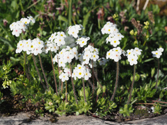 Androsace chamaejasme