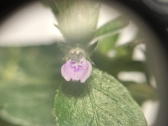 Justicia procumbens