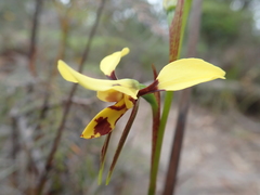Diuris sulphurea
