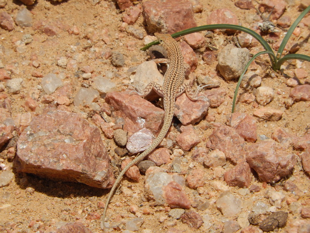 Blanford's Sand Racer