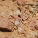 Sinai Racerunner - Photo (c) mattluizza, some rights reserved (CC BY-NC), uploaded by mattluizza