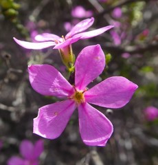 Acmadenia macropetala