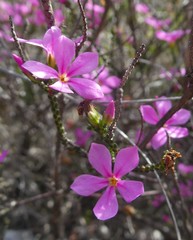 Acmadenia macropetala