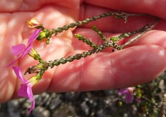 Acmadenia macropetala