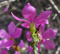 Acmadenia macropetala
