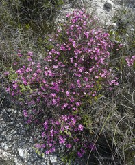 Acmadenia macropetala
