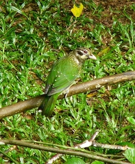 Ailuroedus maculosus