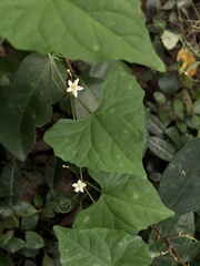 Zehneria japonica