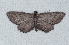 Psilosticha pristis
