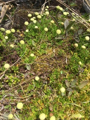 Leptinella pyrethrifolia