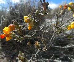 Hermannia trifoliata