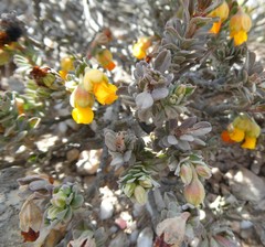 Hermannia trifoliata