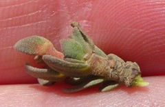 Hermannia trifoliata