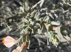 Hermannia trifoliata