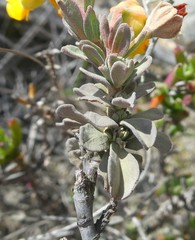 Hermannia trifoliata