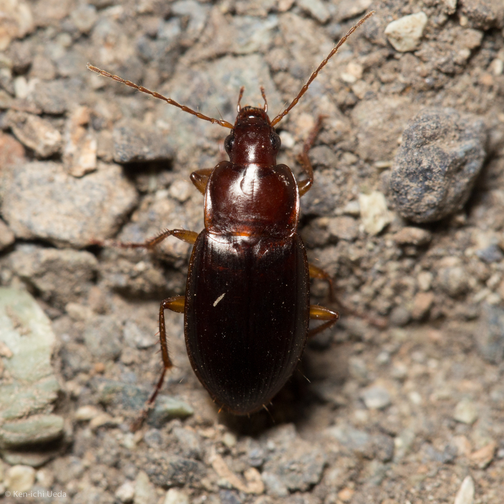 Red-collared Harp Ground Beetle