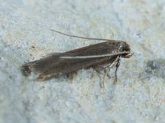 Phaeoses sabinella
