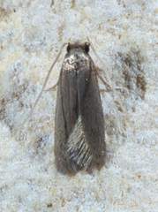 Phaeoses sabinella