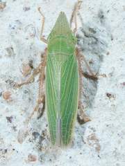 Draeculacephala navicula