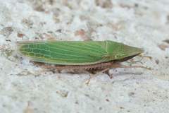 Draeculacephala navicula