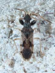 Pseudopamera setosa