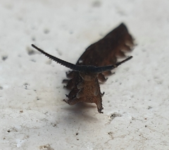 Austroperipatus eridelos