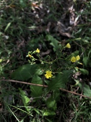 Youngia japonica