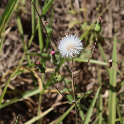 Emilia sonchifolia