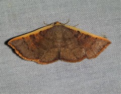 Picromorpha pyrrhopa